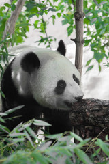 Obraz premium Beautiful Bamboo Panda Bear in the Thickets of the Forest Appetizingly Eats Bamboo Leaves