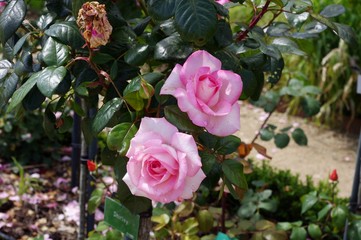 Les roses du jardin