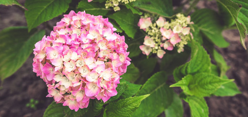 Purple Hydrangea flower (Hydrangea macrophylla) in a garden