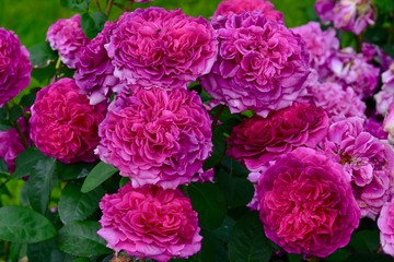 Obraz premium Rose Laudatio Noack