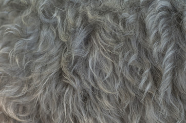 Closeup surface schnauzer dog hair textured background