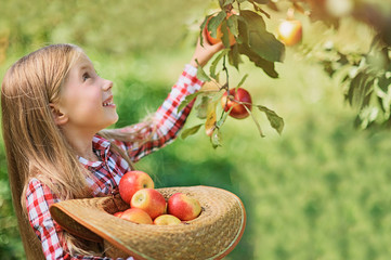 Girl with Apple in the Apple Orchard. Beautiful Girl Eating Organic Apple in the Orchard. Harvest Concept. Garden, Toddler eating fruits at fall harvest.