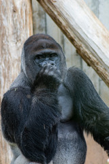 Gorilla, nachdenklich 2