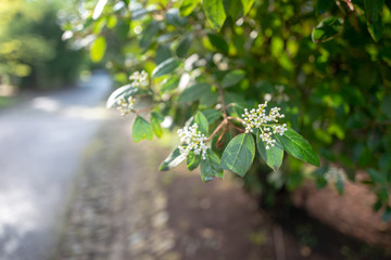 Close-up shallow depth of field image of the buds of an elderflower tree in early Spring with soft focus pathway and trees in the background