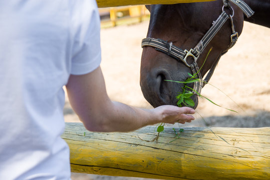 Horse eating green grass from the hand. - Powered by Adobe