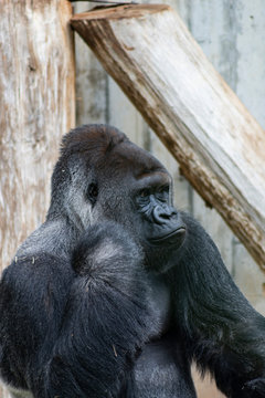 Gorilla, nachdenklich 1