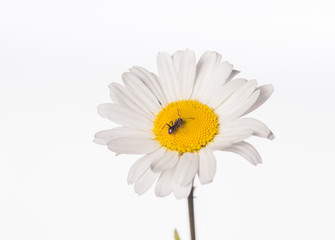 Daisy Flower - Ant in the Bullseye 