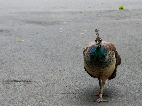 Pfau (weiblich) 3