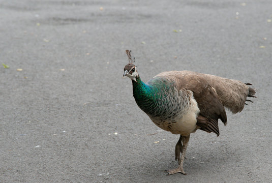 Pfau (weiblich) 2