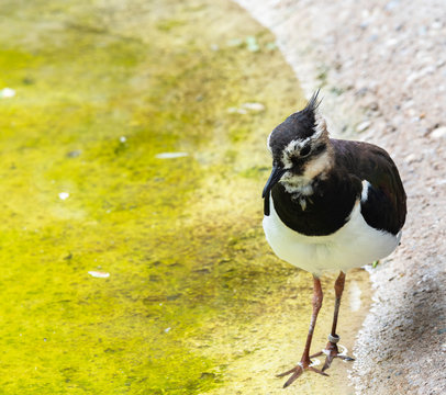 Watvogel 2