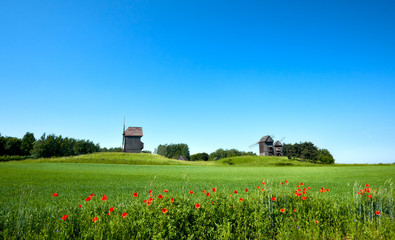 Rural landscape with historical windmills behind wheet field in Spring with orange poppy flowers in...