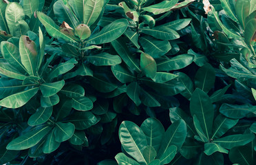 Fototapeta premium Leaves Calathea ornata pin stripe background blue