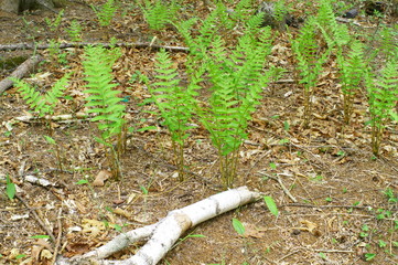 Fresh green Fern plant spring Mountain