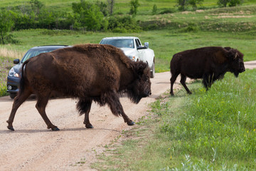 Bison Crossing a Road