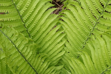 Fresh green Fern plant spring Mountain