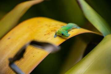 Search Photos Small Creature