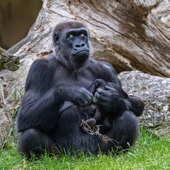 Gorilla and baby, monkeys family sitting on the grass