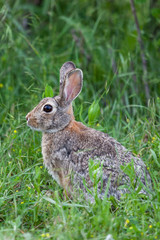 Wild Bunny Rabbit