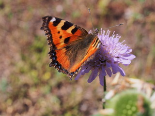 A butterfly with red wings collects nectar from flowers.