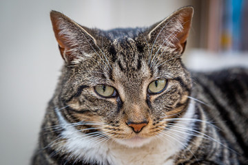 Obraz premium A portrait of a tabby cat, with a shallow depth of field