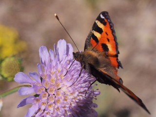A butterfly with red wings collects nectar from flowers.