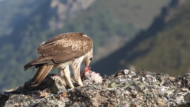Bonelli&acute;s Eagle, Aquila fasciata, aquila, eagle