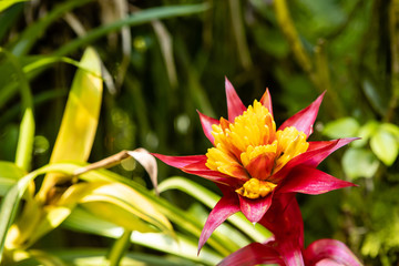 Beautiful red and yellow flower blossom in tropical botanical garden