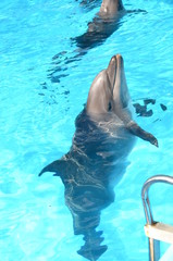 Dolphin