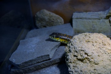 lizard on rock