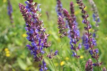 Blossoming steppe grass sage (Salvia officinalis) on the field