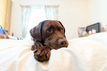 Chocolate Labrador Relaxing on white family Bed