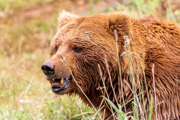 close-up of brown bear with tall grass