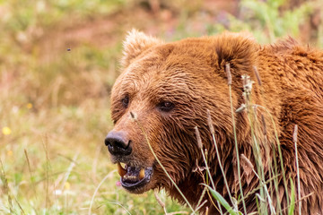 close-up of brown bear with tall grass
