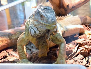 dragon amphidians