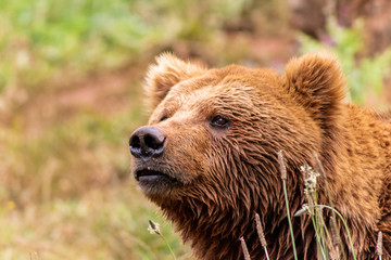 Obraz na płótnie Canvas close-up of brown bear with tall grass