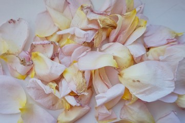 Fototapeta na wymiar Background of delicate rose petals.