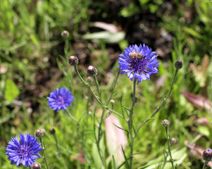 Bee on cornflower in the springtime in park and meadow