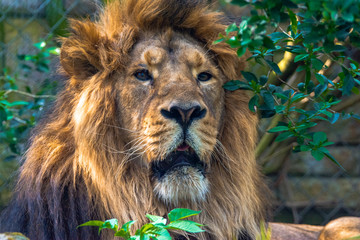 Fototapeta na wymiar An Asiatic male lion sitting in forest at evening time at sunset.