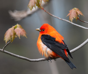 Colorful bird posing on a branch
