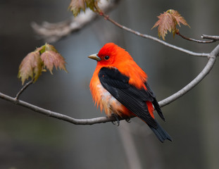 Colorful bird posing on a branch