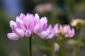 Bunt ist diese Wicke