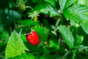 Strawberries fragaria vesca on blurry background. Macro shot