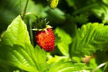 Strawberries fragaria on blurry background. Macro shot