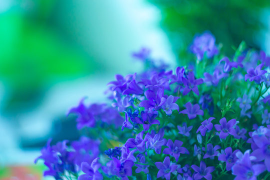 Beautiful blue flowers of browallia speciosa on blurred background