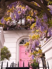 Blossoming wisteria tree climbing on a house with pink door in Notting Hill, London, UK. 
