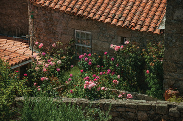 Fototapeta na wymiar Roofs on old houses with flowered bushes