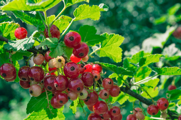 Redcurrant berries closeup colorful photo