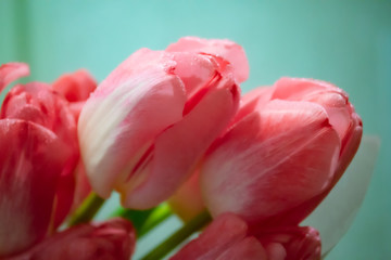 Obrazy na Szkle  Czerwone tulipany na seledynowym tle. Fotografia makro.