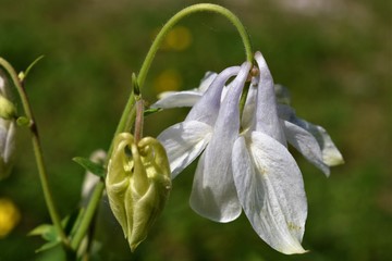 aquilegia bianca