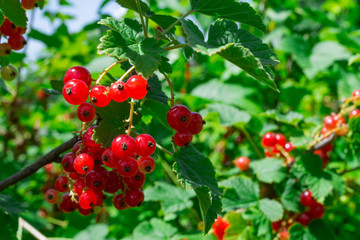 Fototapeta premium Redcurrant berries in the garden. Macro shot. Bright summer background